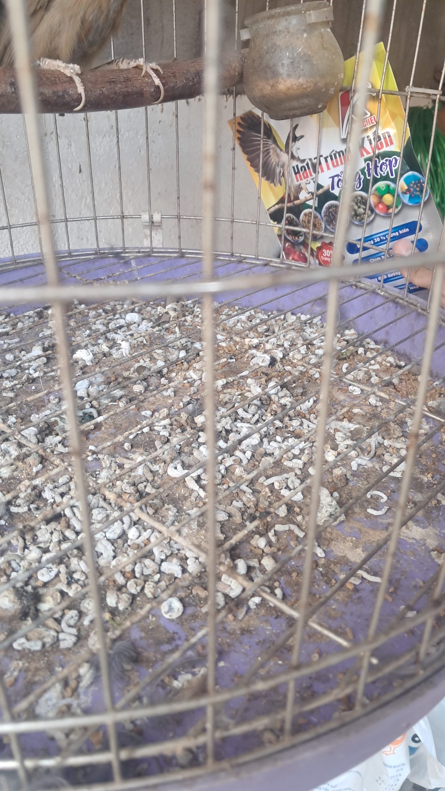 Cám Hạt Trứng Kiến Taichel giúp chim đi phân khuôn khô.