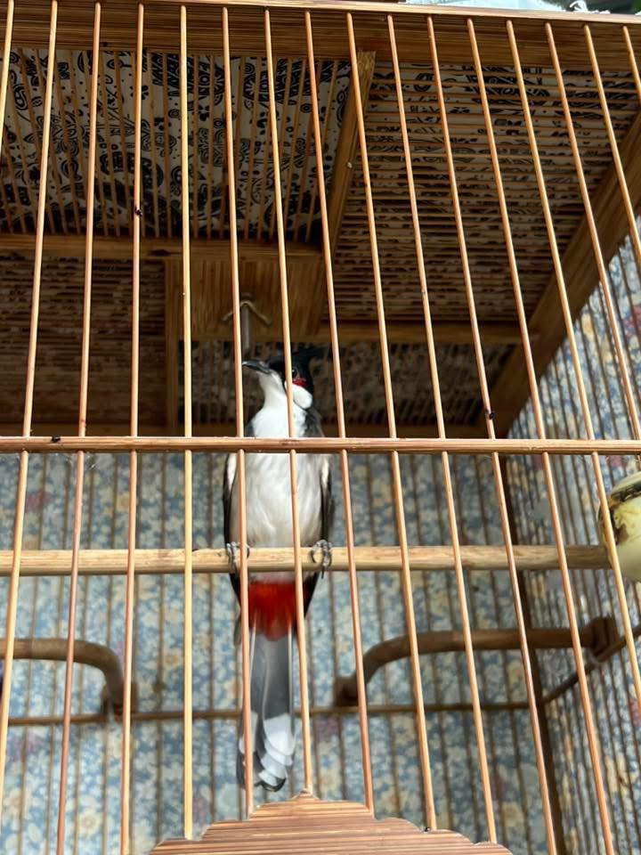 Chim chào mào căng lửa đang hót đấu, họng bò to.