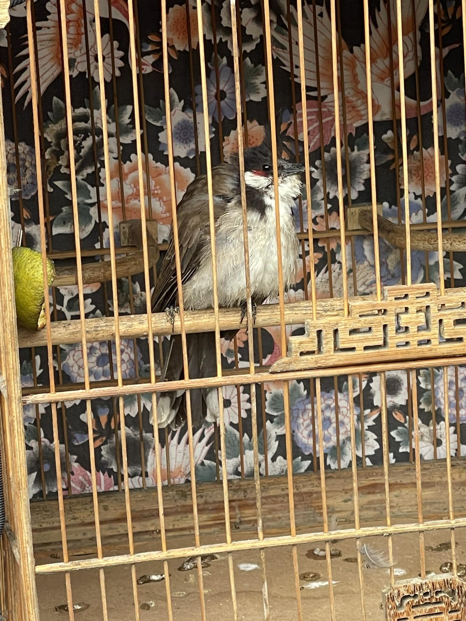 Chim bi sơ lông