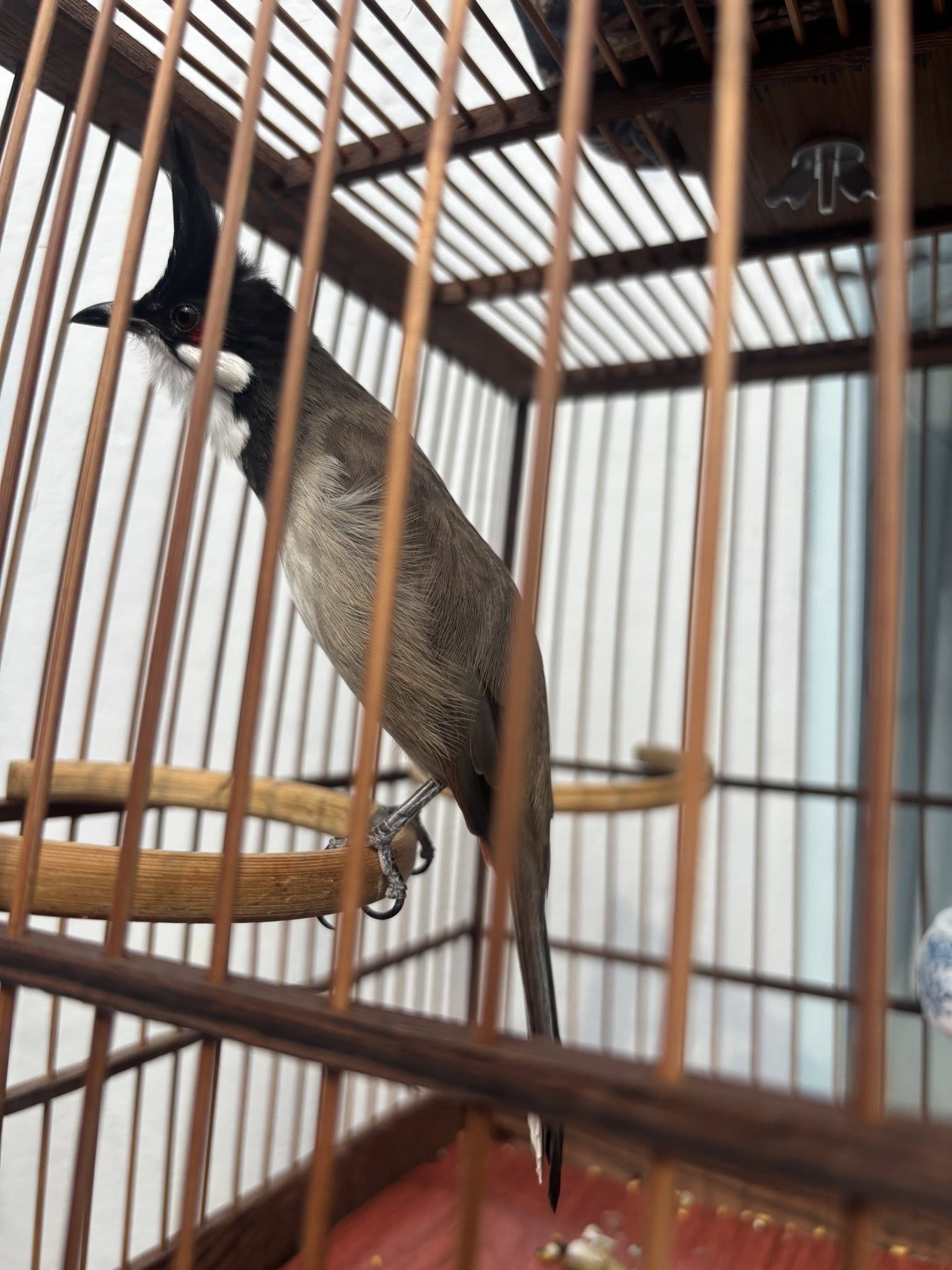 Chim chào mào bị xù lông yếm và phè hai bên sườn.