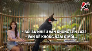 Chim Chào Mào Nên Ăn Gì Để Kích Bổi Tốt Nhất? Chiến Lược Dinh Dưỡng Thực Chiến - Taichel