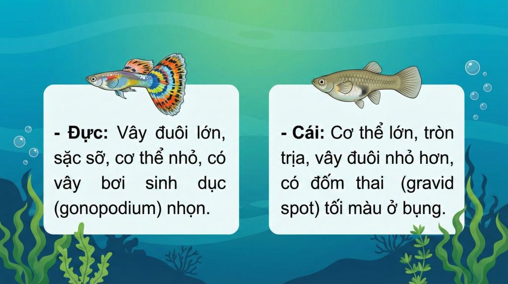 4 CÁCH PHÂN BIỆT CÁ 7 MÀU (GUPPY) ĐỰC & CÁI CHUẨN 100%