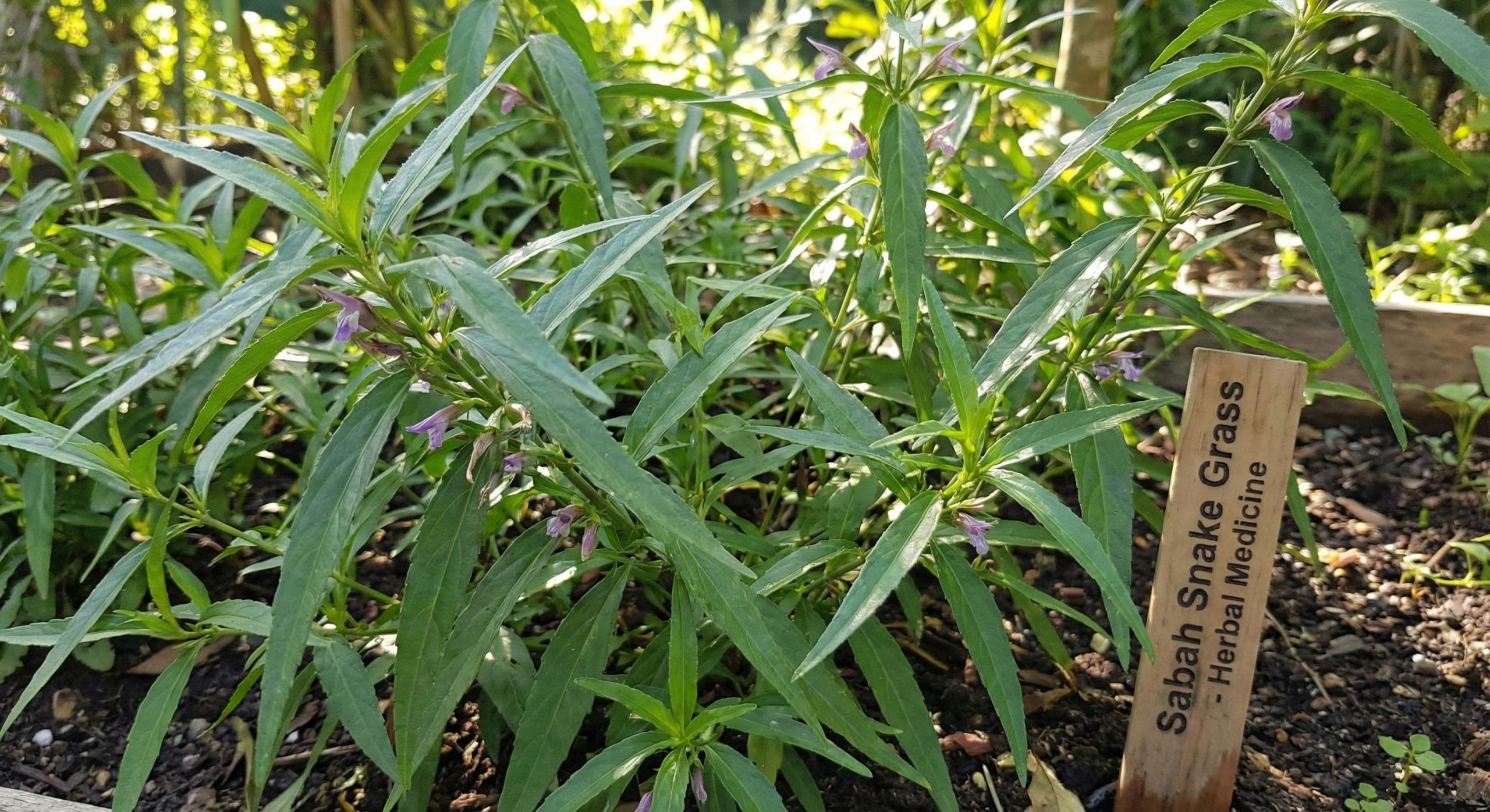 Cây xương khỉ (cây bìm bịp) dùng cho chim cảnh.