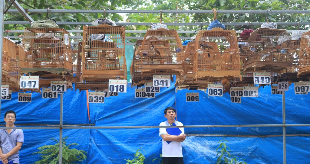 Chim chào mào thi đấu vị trí biên.