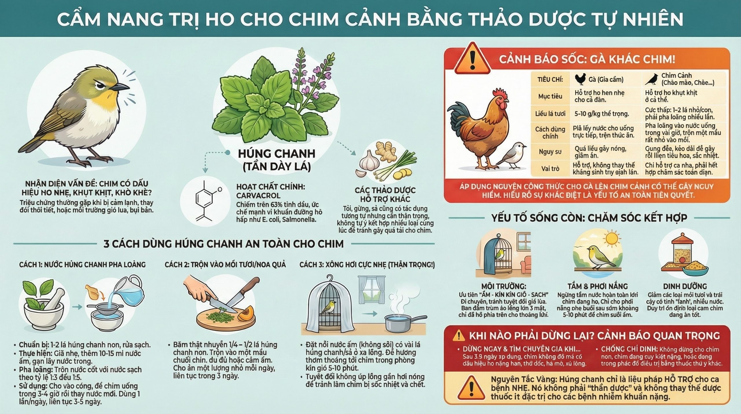 Sơ đồ quy trình trị ho cho chim bằng húng chanh