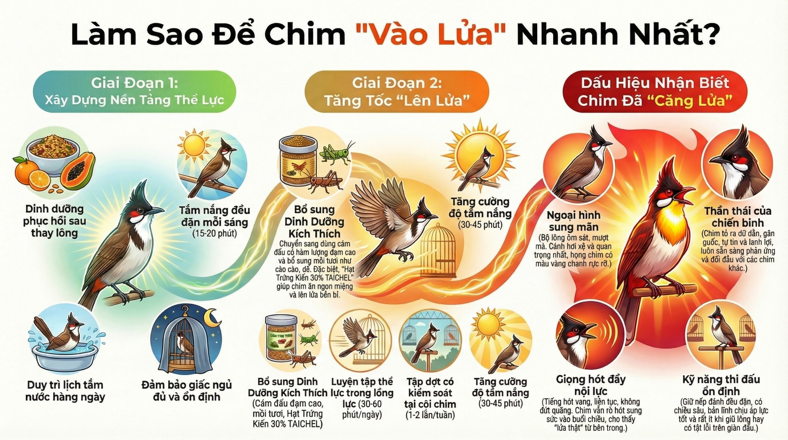 Sơ đồ lộ trình 4 tuần giúp chim chào mào vào lửa nhanh nhất.