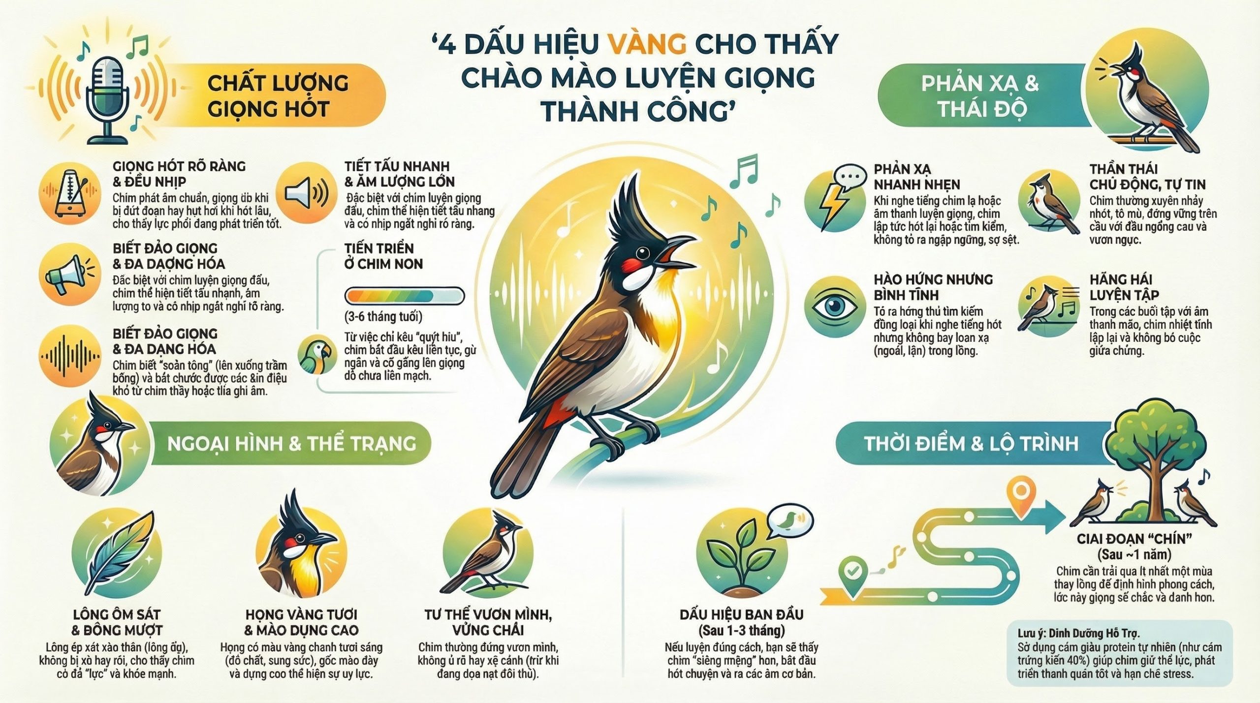 nfographic 7 dấu hiệu chim chào mào đang luyện giọng tốt.