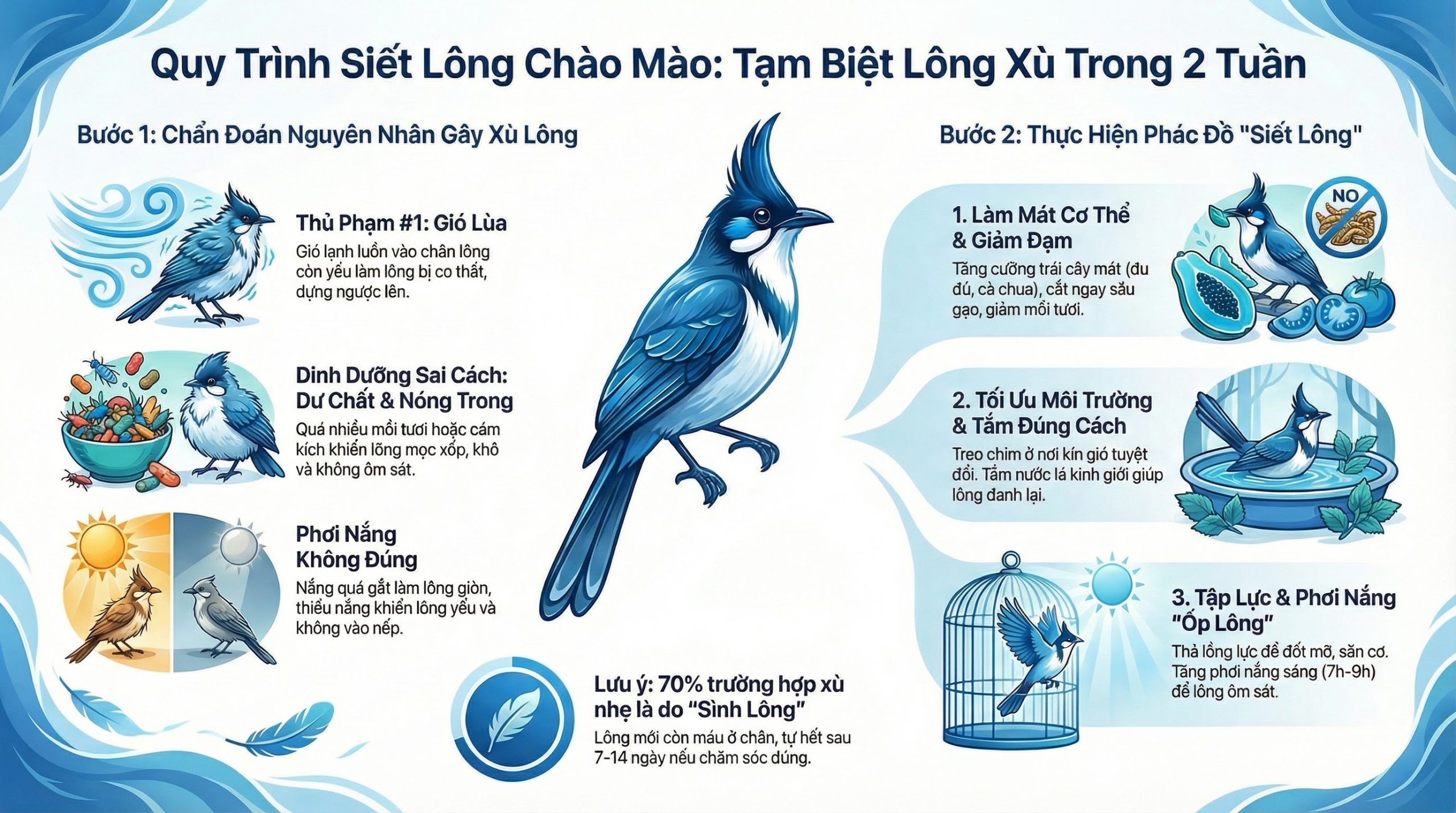 Infographic phân biệt chim xù yếm do sinh lý và bệnh lý.
