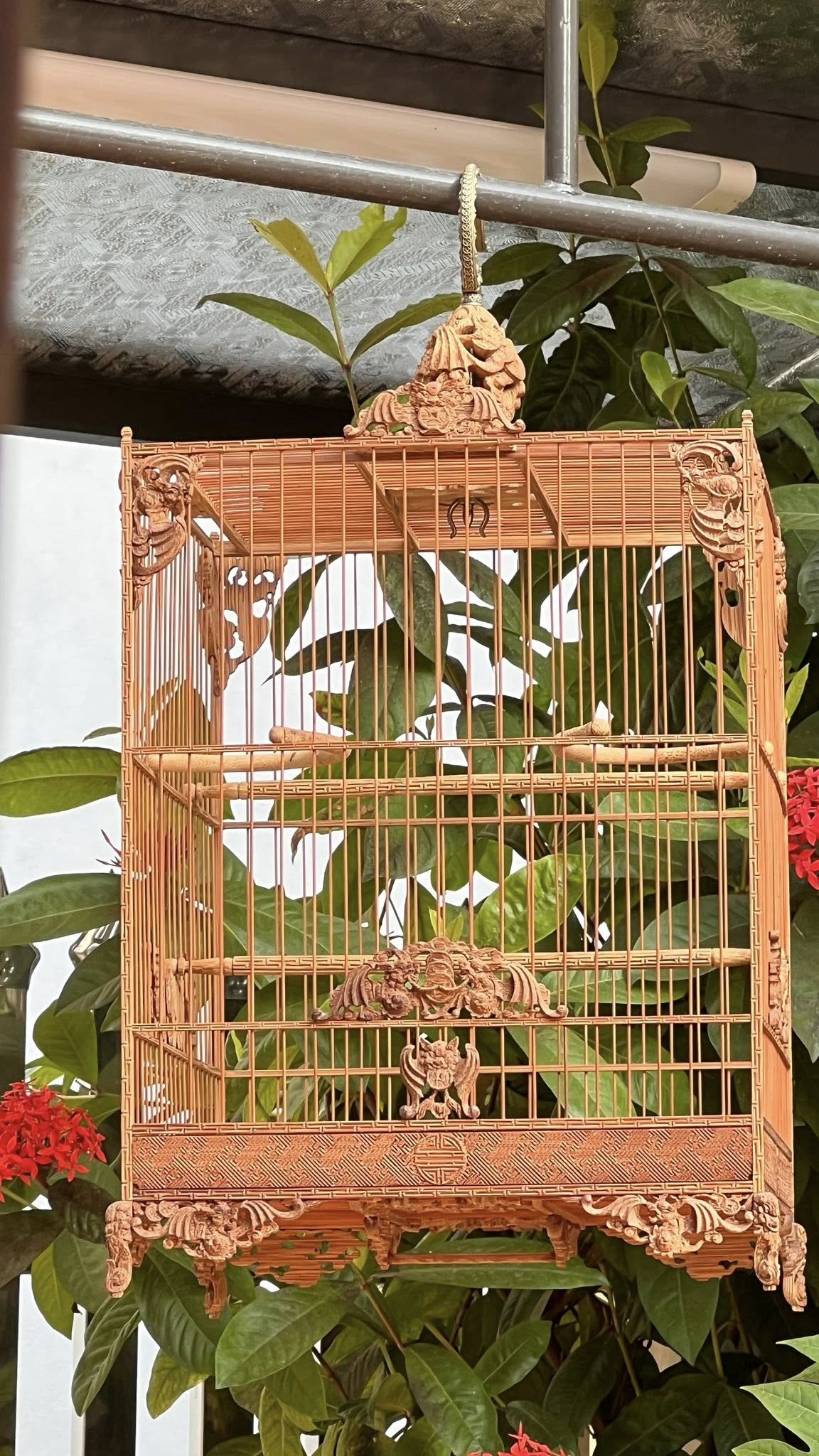 Sơ đồ bố trí cầu đậu trong lồng vuông cho chim chào mào.