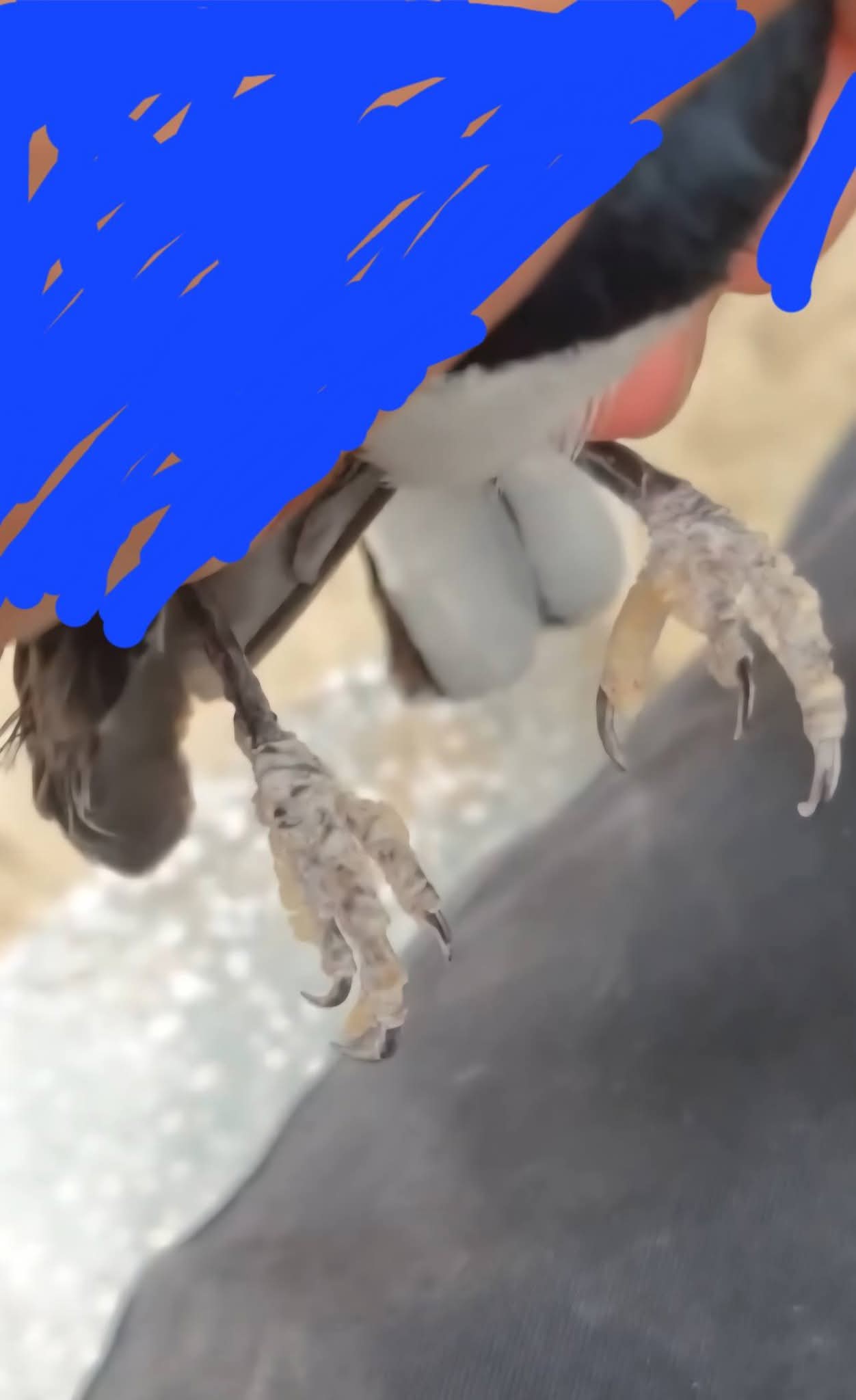 Cận cảnh chân chim cảnh bị khô, xuất hiện các lớp vảy trắng mỏng bong tróc trên bề mặt ngón chân và ống chân.