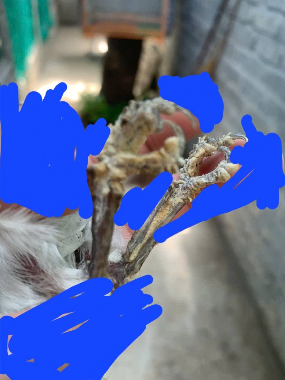 Hình ảnh chân chim bị bệnh vảy sừng nghiêm trọng, các lớp vảy dày, cứng, màu vàng xám đùn lên gây biến dạng ngón chân.
