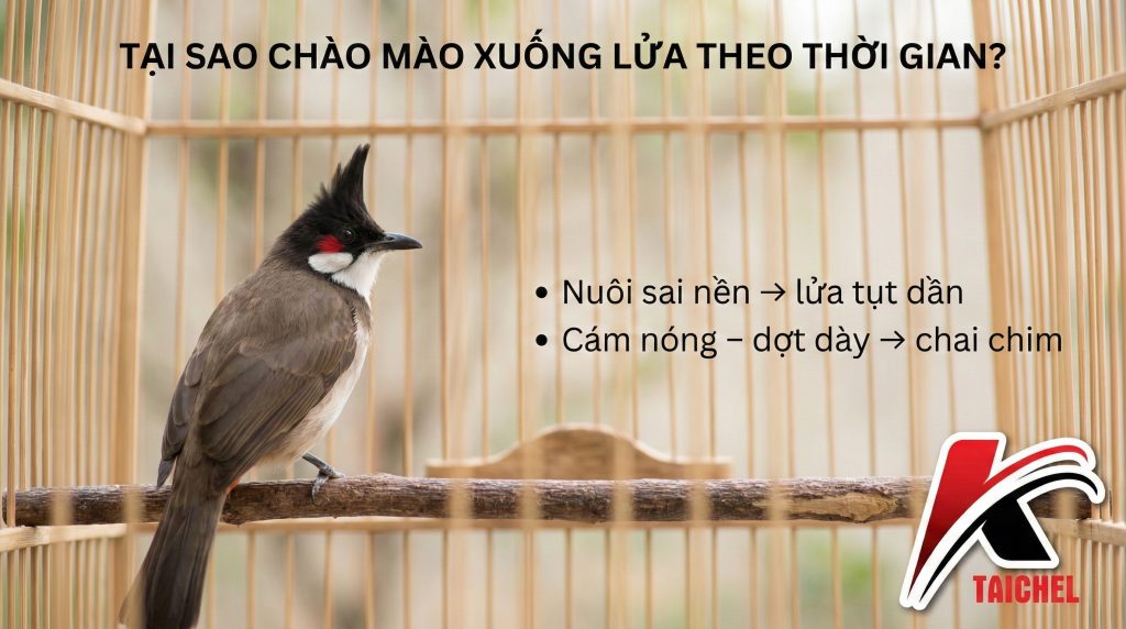 Tại Sao Chào Mào Xuống Lửa? 5 Nguyên Nhân & Cách Phục Hồi (Báo Cáo)
