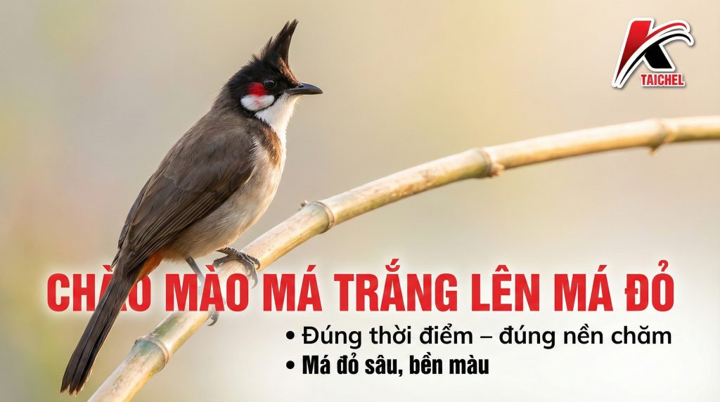 Chào Mào Má Trắng Lên Má Đỏ Bao Lâu? 5 Bí Quyết Lên Màu Nhanh