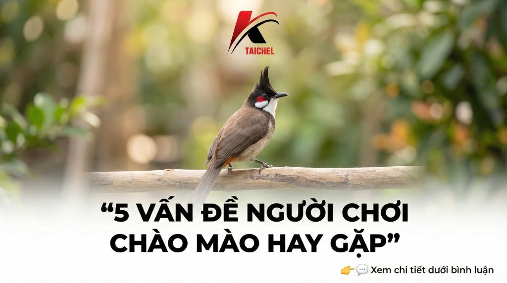 Chăm Sóc Chào Mào Chòe Than: Top 5 Câu Hỏi Nóng Nhất Hôm Nay (02/01/2026)