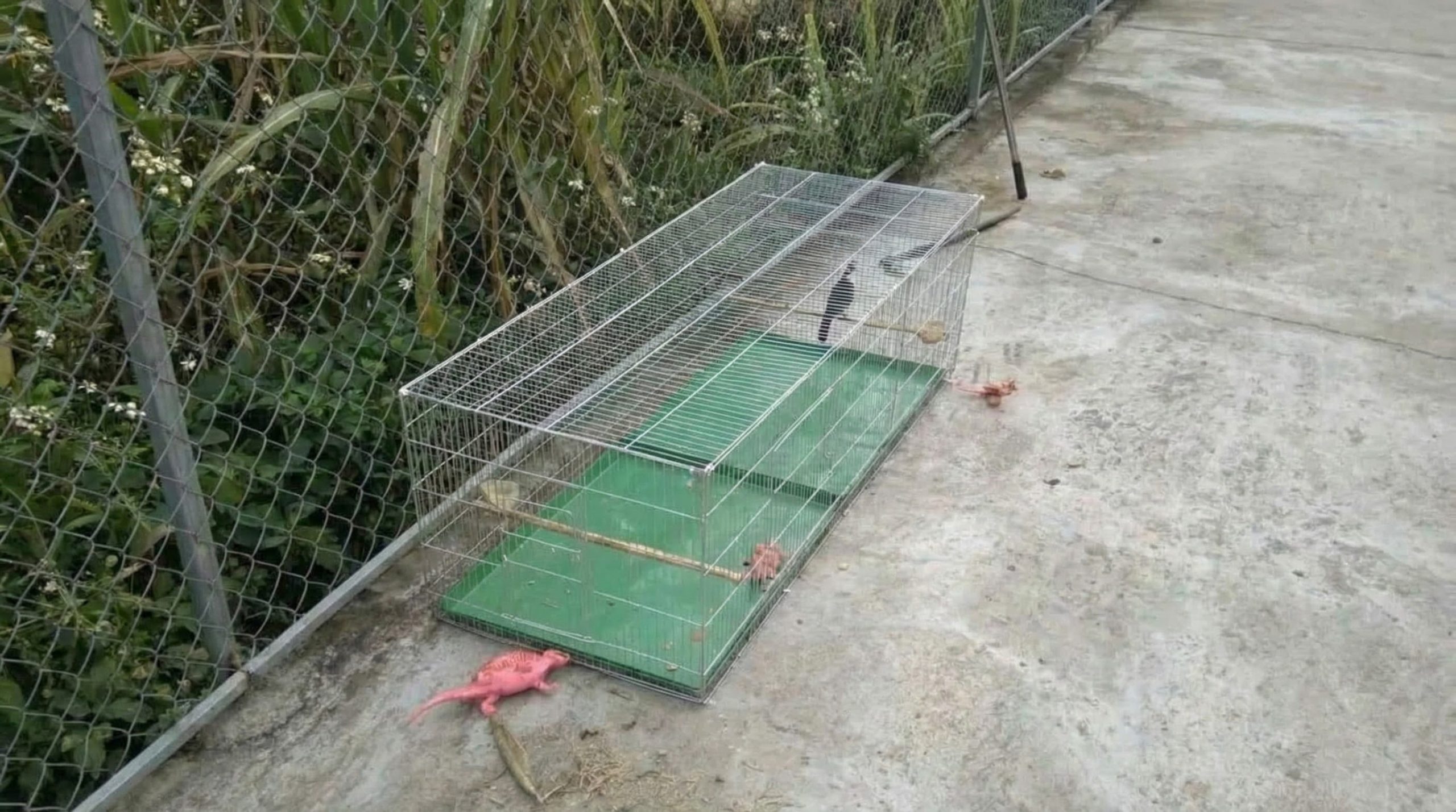 Vị trí treo lồng chim chào mào lý tưởng ở ban công yên tĩnh.