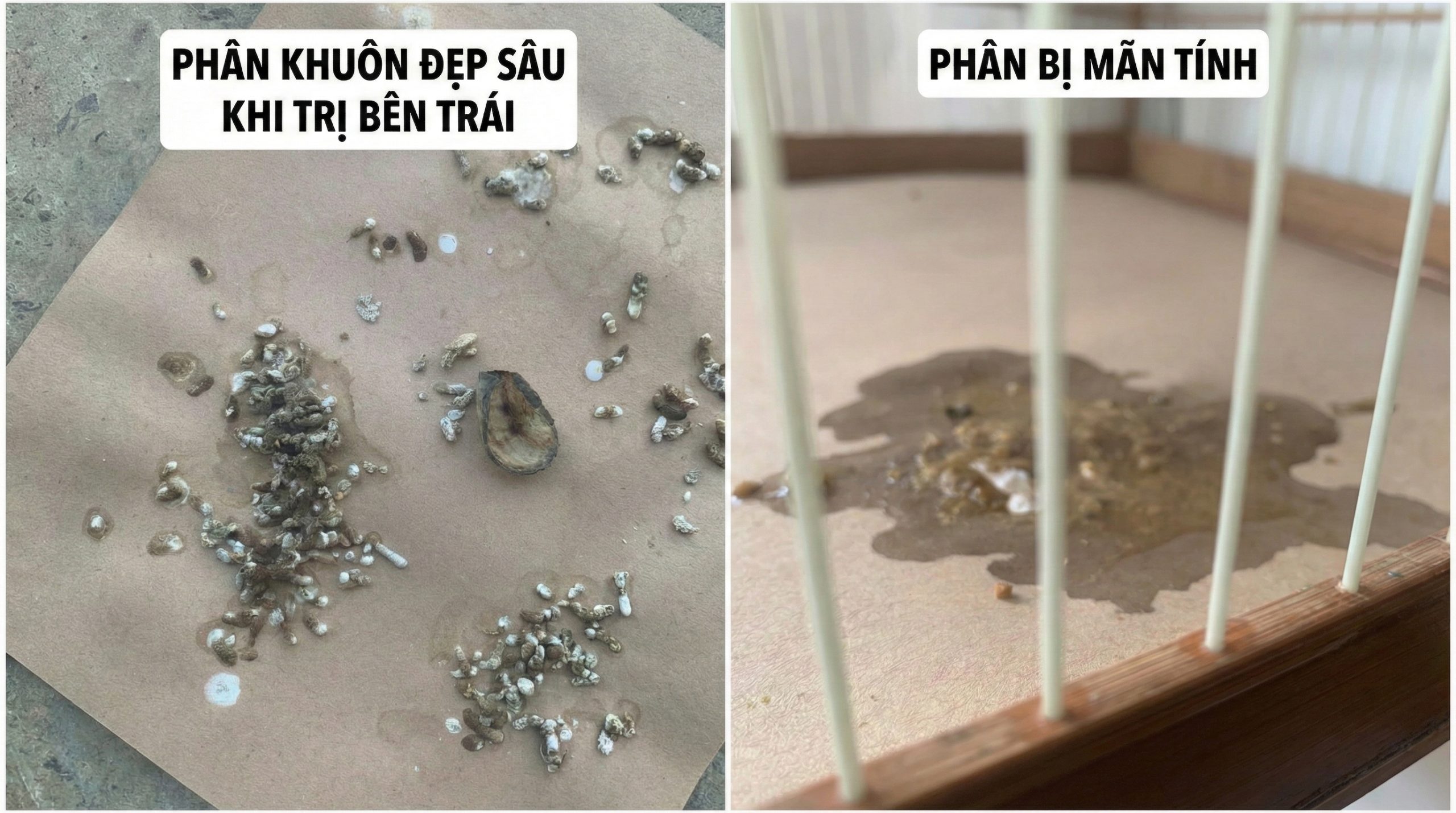 Hình ảnh so sánh phân chim bị tiêu chảy nát nước do nấm và phân chim đã đóng khuôn khô ráo sau khi điều trị bằng Fluconazole và Tetra.