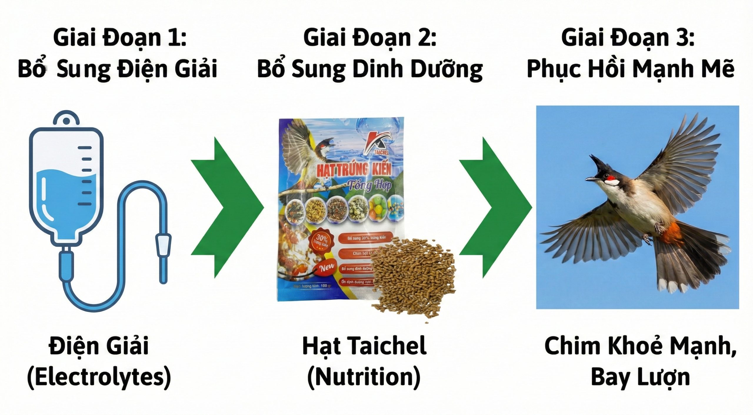 Sơ đồ phối hợp giữa uống điện giải và ăn cám hạt trứng kiến Taichel để phục hồi chim suy.