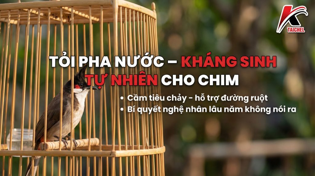 Nước Tỏi Cho Chim: "Kháng Sinh" Tự Nhiên Trị Tiêu Chảy & Phòng Cúm (An Toàn 100%)