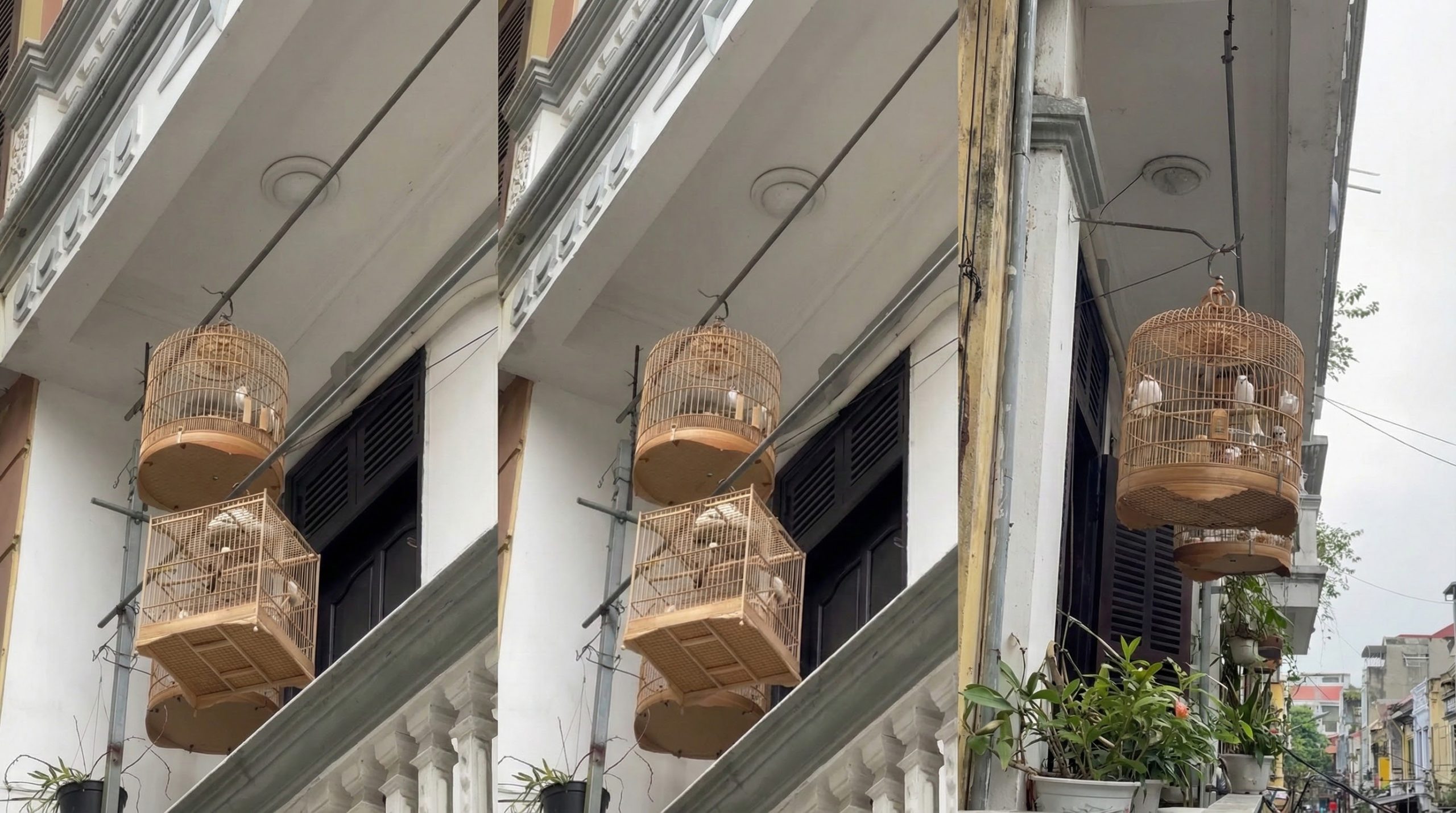 Vị trí treo lồng chim chào mào lý tưởng tại ban công nhiều cây xanh.