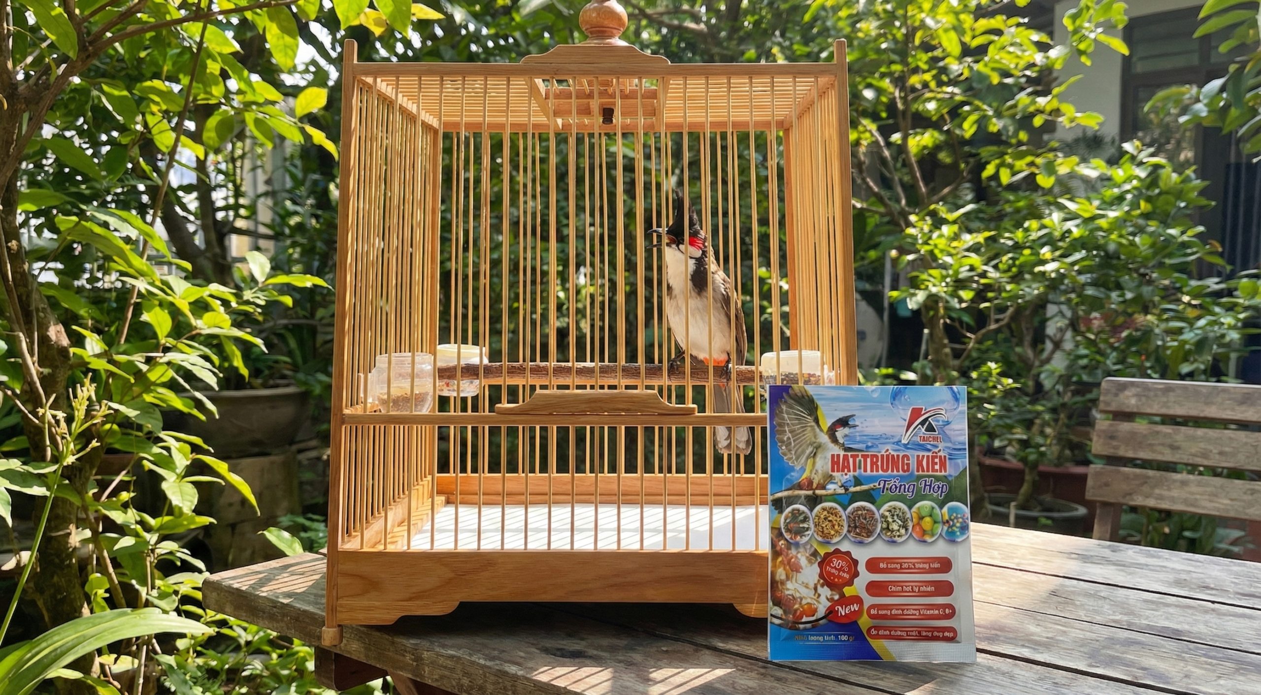 Chim chào mào sung mãn trong lồng sạch sẽ bên cạnh gói cám Taichel.