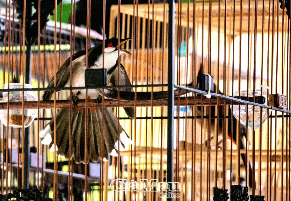 Hình ảnh chú chim chào mào đang thi đấu với thái độ hung dũng, bung cánh xòe đuôi dọa nạt đối thủ trong lồng thi để ghi điểm Dáng Bộ.
