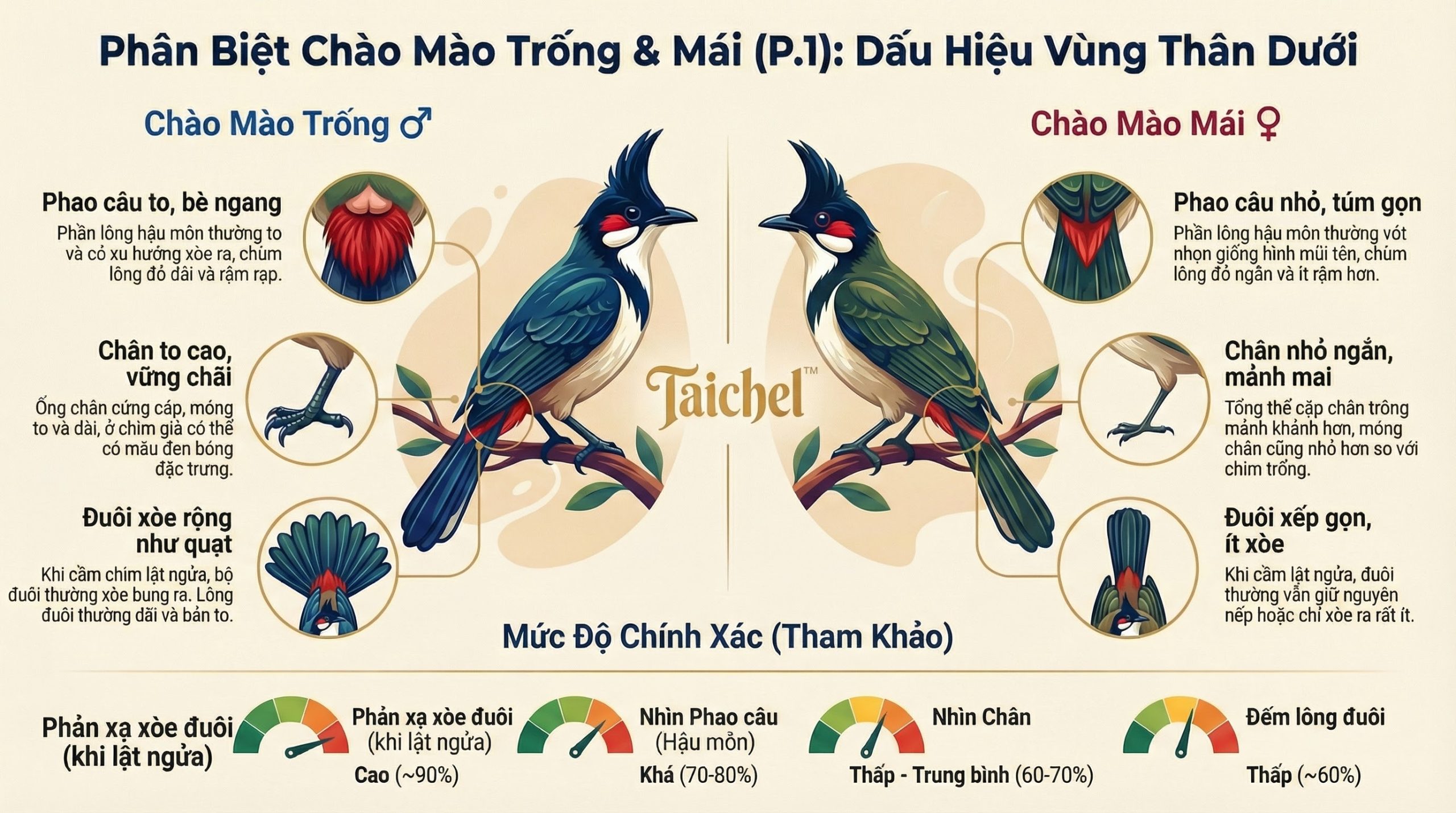 Infographic so sánh hậu môn và chân chào mào trống mái.