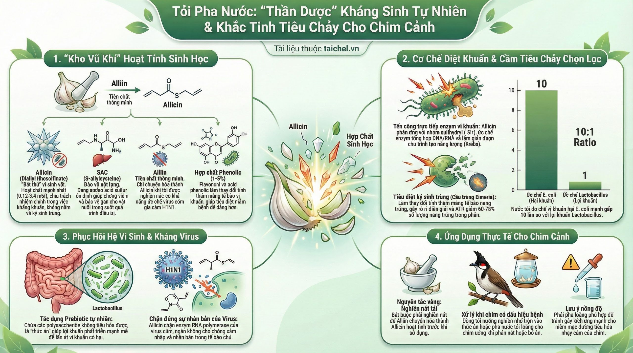 Biểu đồ thành phần hóa học của tỏi.