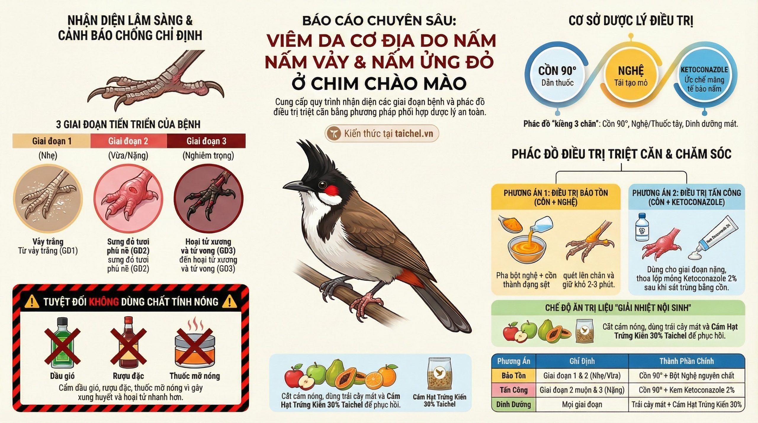 Phác Đồ Điều Trị Viêm Da Cơ Địa (Nấm Chân) Ở Chim Chào Mào
