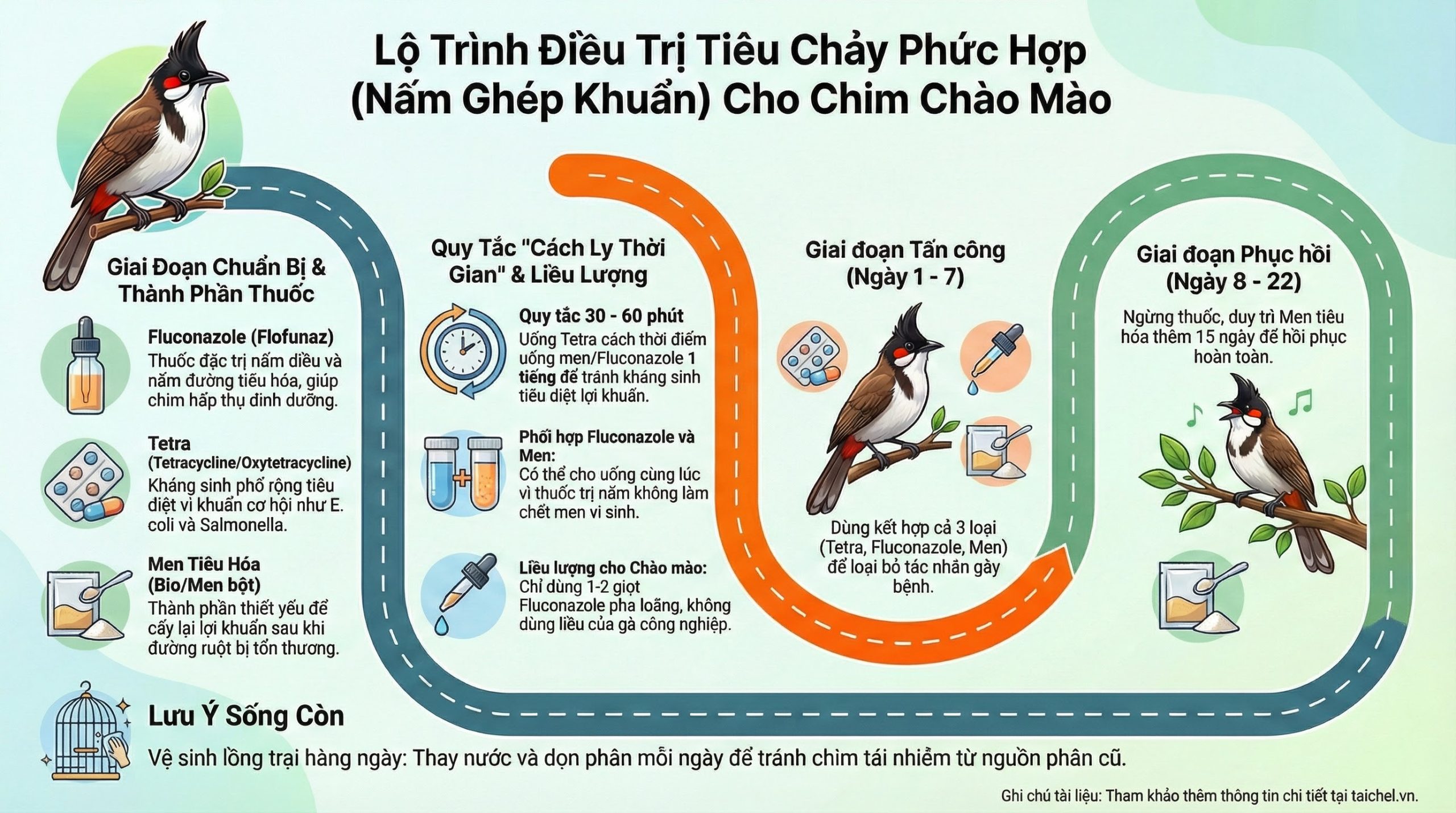 Infographic phác đồ điều trị tiêu chảy mãn tính cho chim bằng sự kết hợp Fluconazole, Tetracycline và Men tiêu hóa.