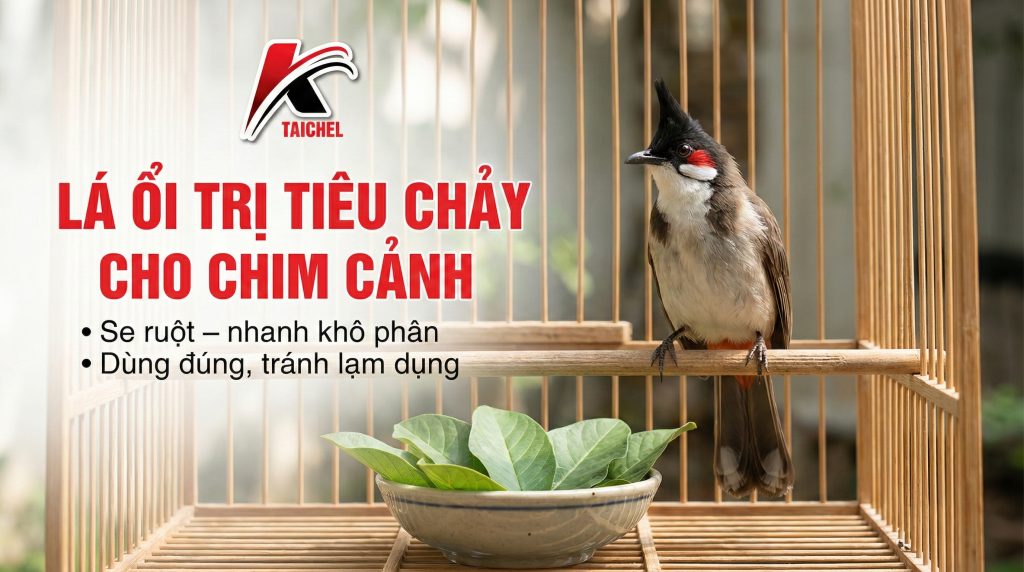 Lá ổi Trị Tiêu Chảy Cho Chim: Công Thức "3 Lá - 1 Cóng" & 3 Lưu Ý
