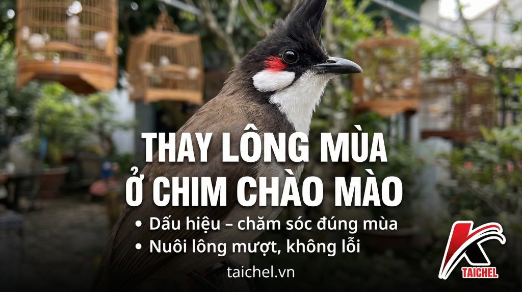 Chim Thay Lông Mùa: 3 Dấu Hiệu & Lộ Trình 12 Tuần Chăm Sóc