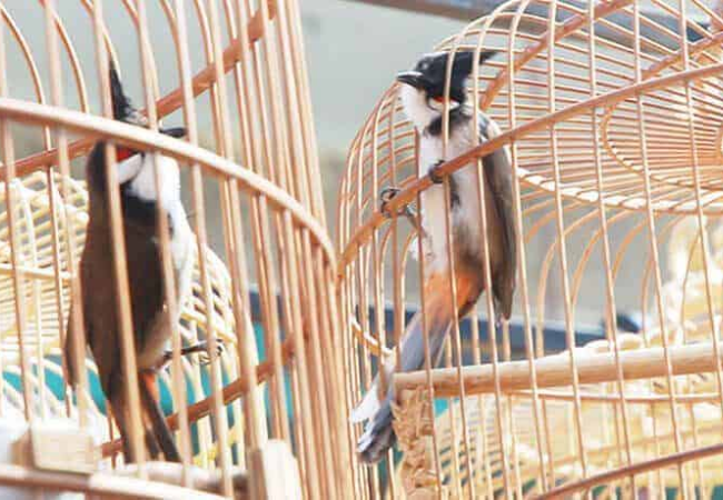 Hình ảnh chim chào mào đang thi đấu căng lửa trên giàn thi nhờ chế độ chăm sóc đúng cách.