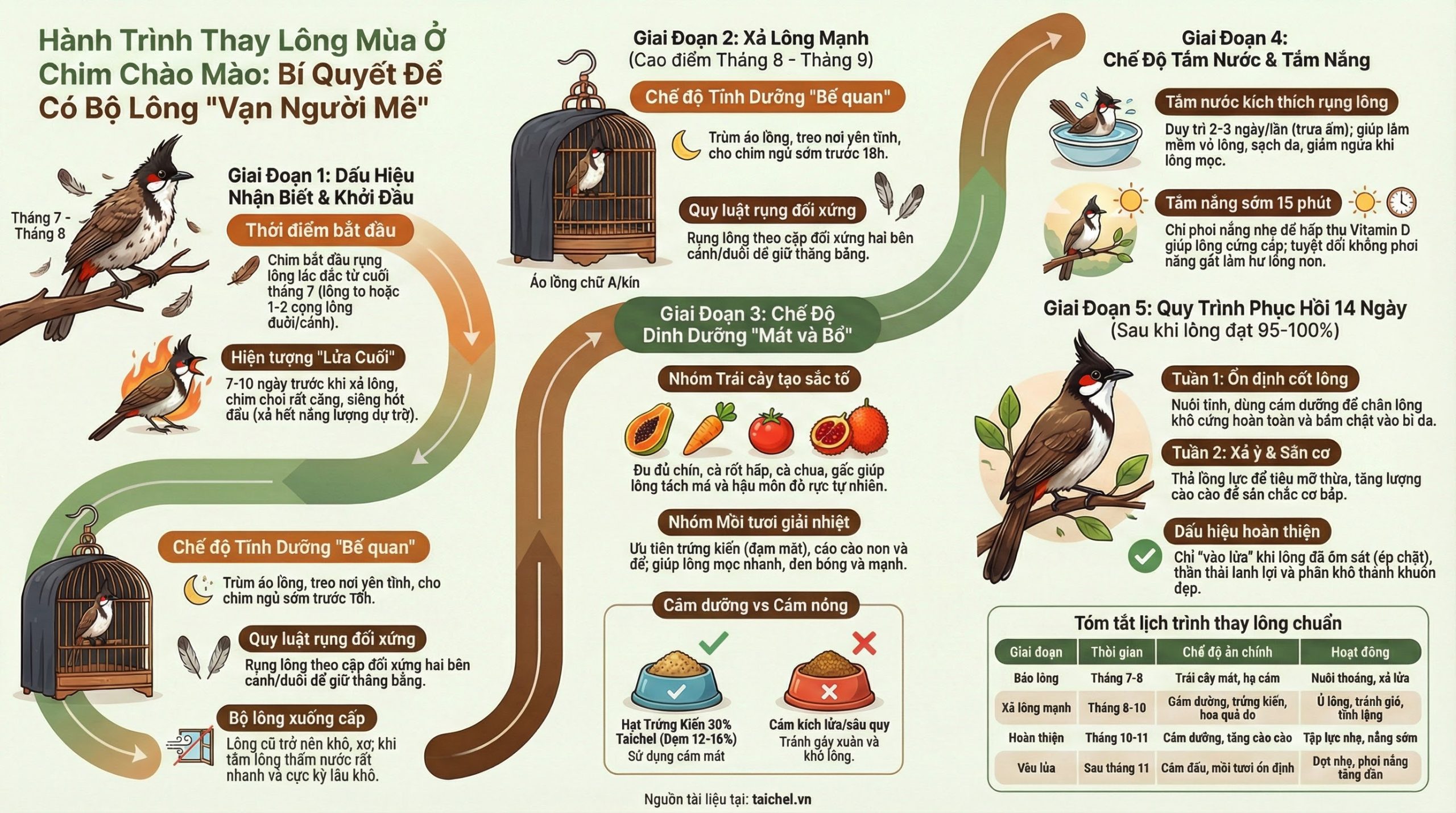 Sơ đồ 3 giai đoạn thay lông mùa: Xả lông, Mọc lông ống, và Cứng lông.