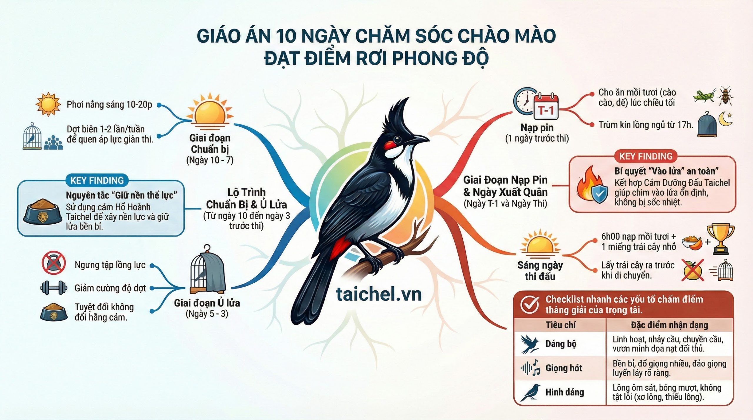 Infographic sơ đồ quy trình 10 ngày chăm sóc và om lửa cho chim trước khi đi thi đấu.
