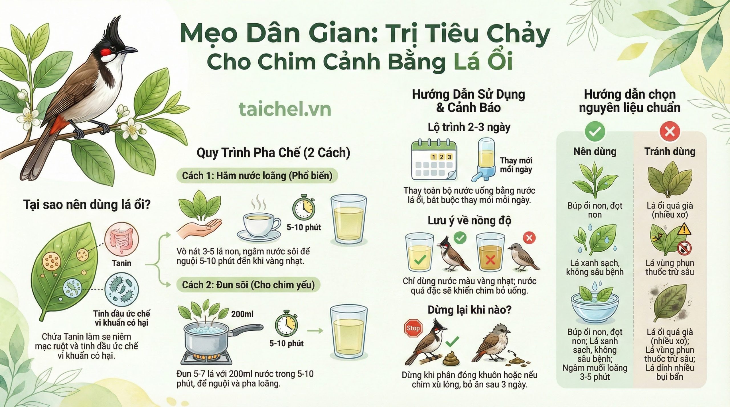 Infographic hướng dẫn 3 bước pha nước lá ổi trị tiêu chảy cho chim: Chuẩn bị, Vò lá và Cho uống.