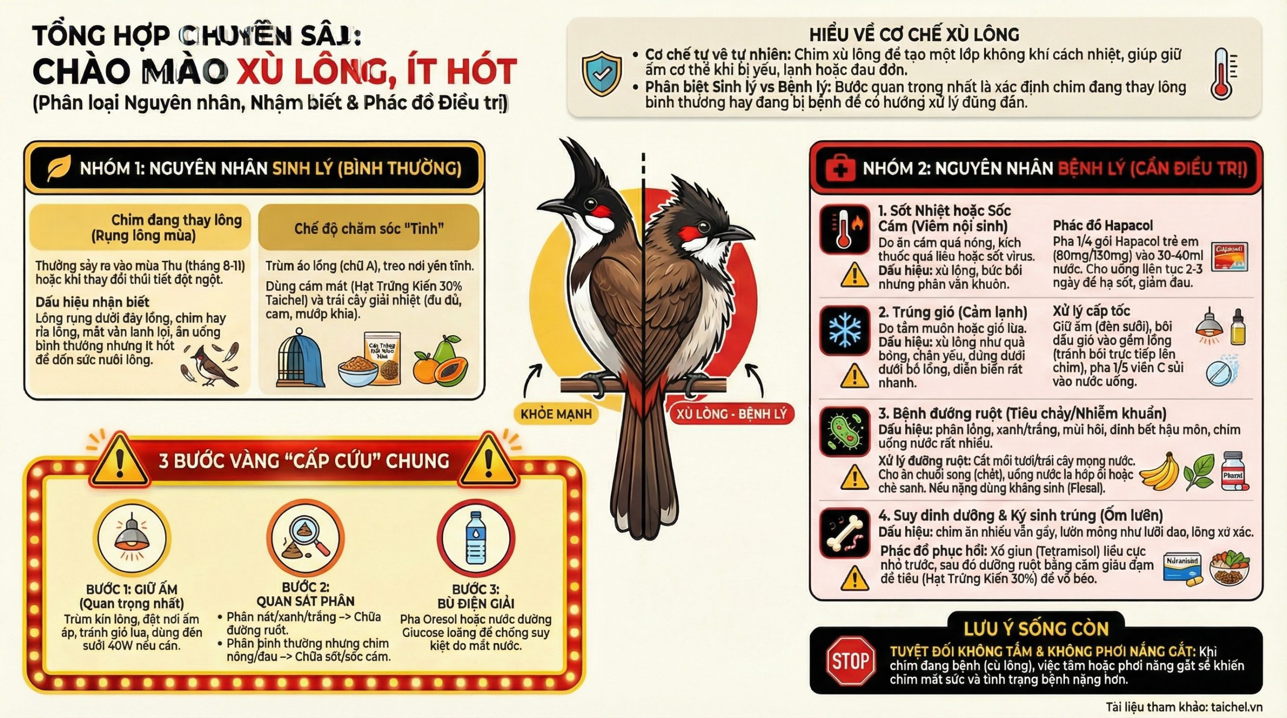 Infographic sơ đồ chẩn đoán 4 nguyên nhân chào mào xù lông qua các dấu hiệu đi kèm.