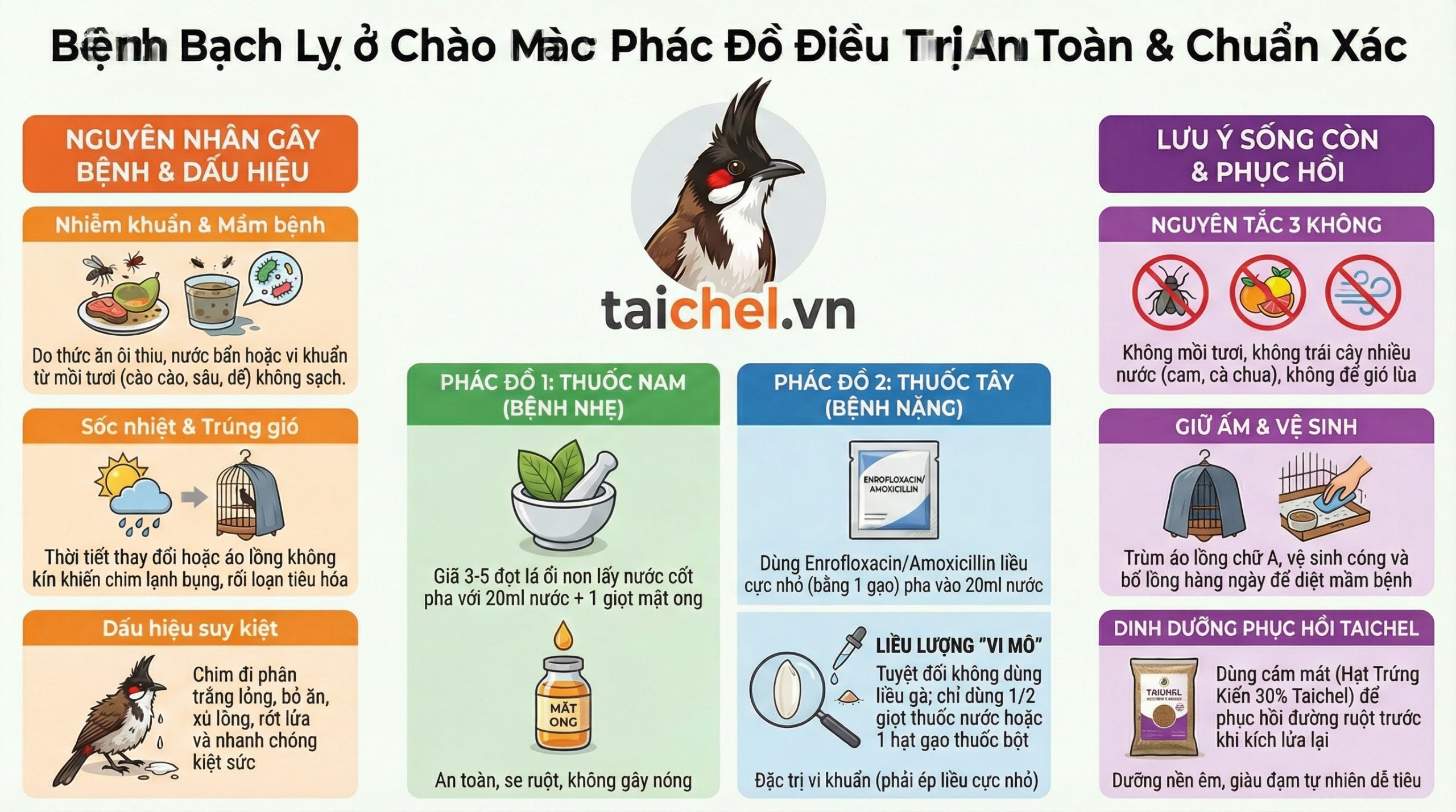 Infographic sơ đồ quyết định phác đồ điều trị bệnh bạch lỵ cho chim cảnh dựa trên tình trạng phân.
