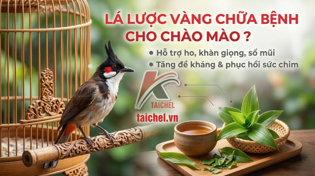 Top 4 Tác Dụng & 3 Bước Nấu Lá Lược Vàng Trị Bệnh Cho Chim [2026]