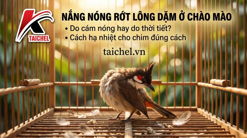 Chào Mào Rớt Lông Dặm Mùa Nóng: 3 Nguyên Nhân & 2 Bước Xả Nhiệt