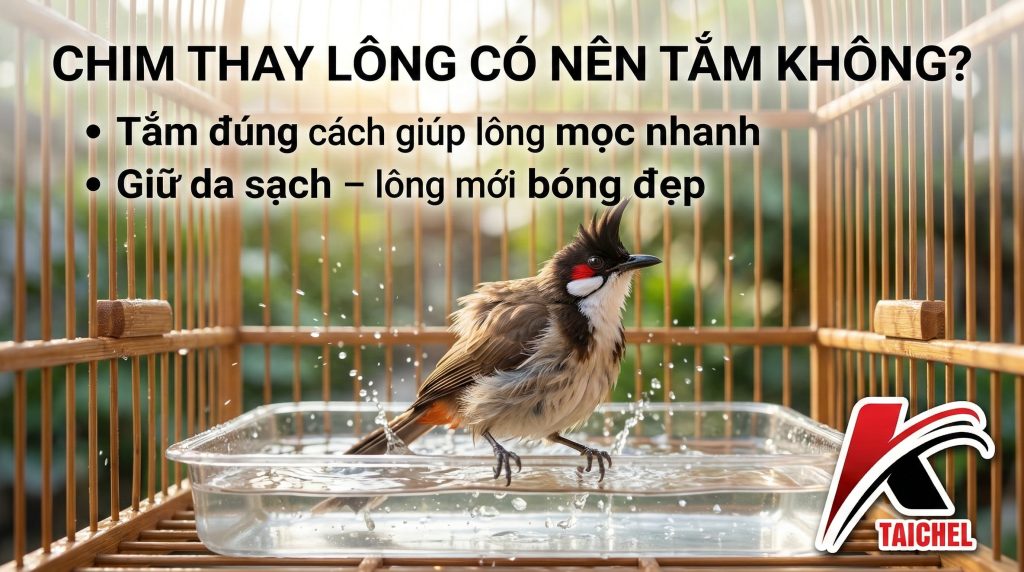 Chim Thay Lông Có Nên Tắm Không? 3 Nguyên Tắc Tắm Phơi Chuẩn