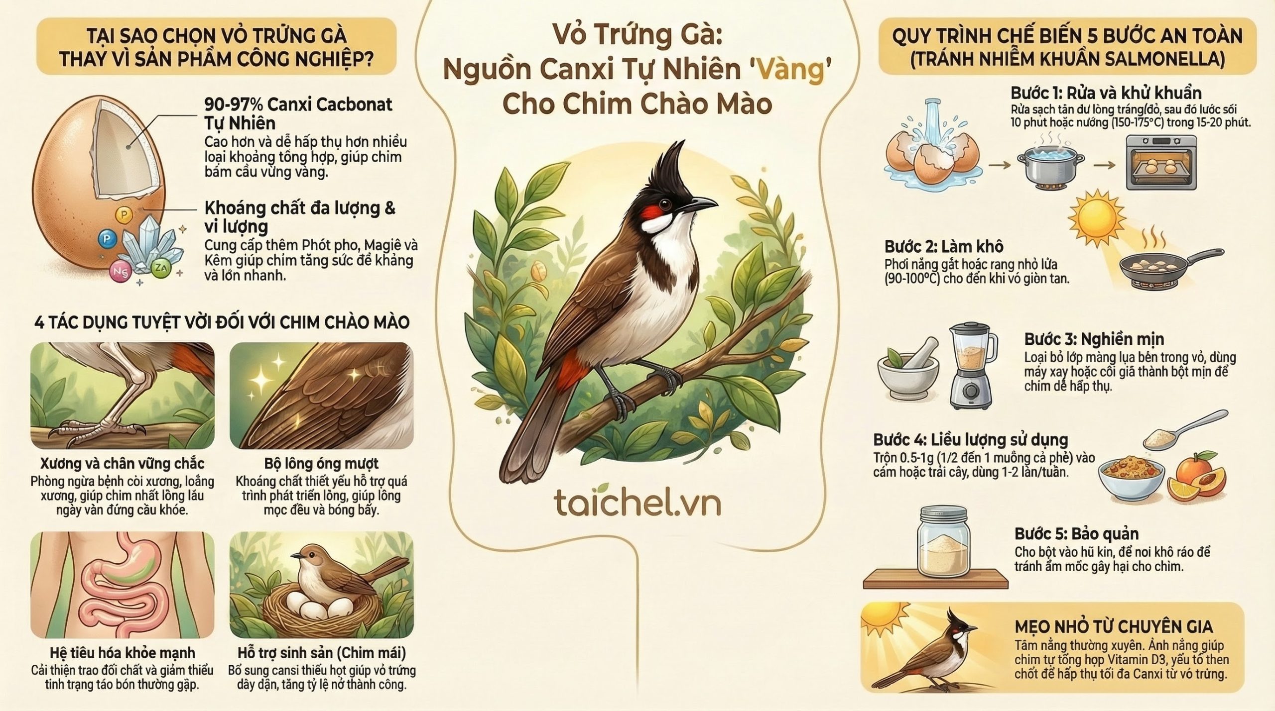 Infographic 4 bước làm bột vỏ trứng gà bổ sung canxi cho chim cảnh an toàn tại nhà.