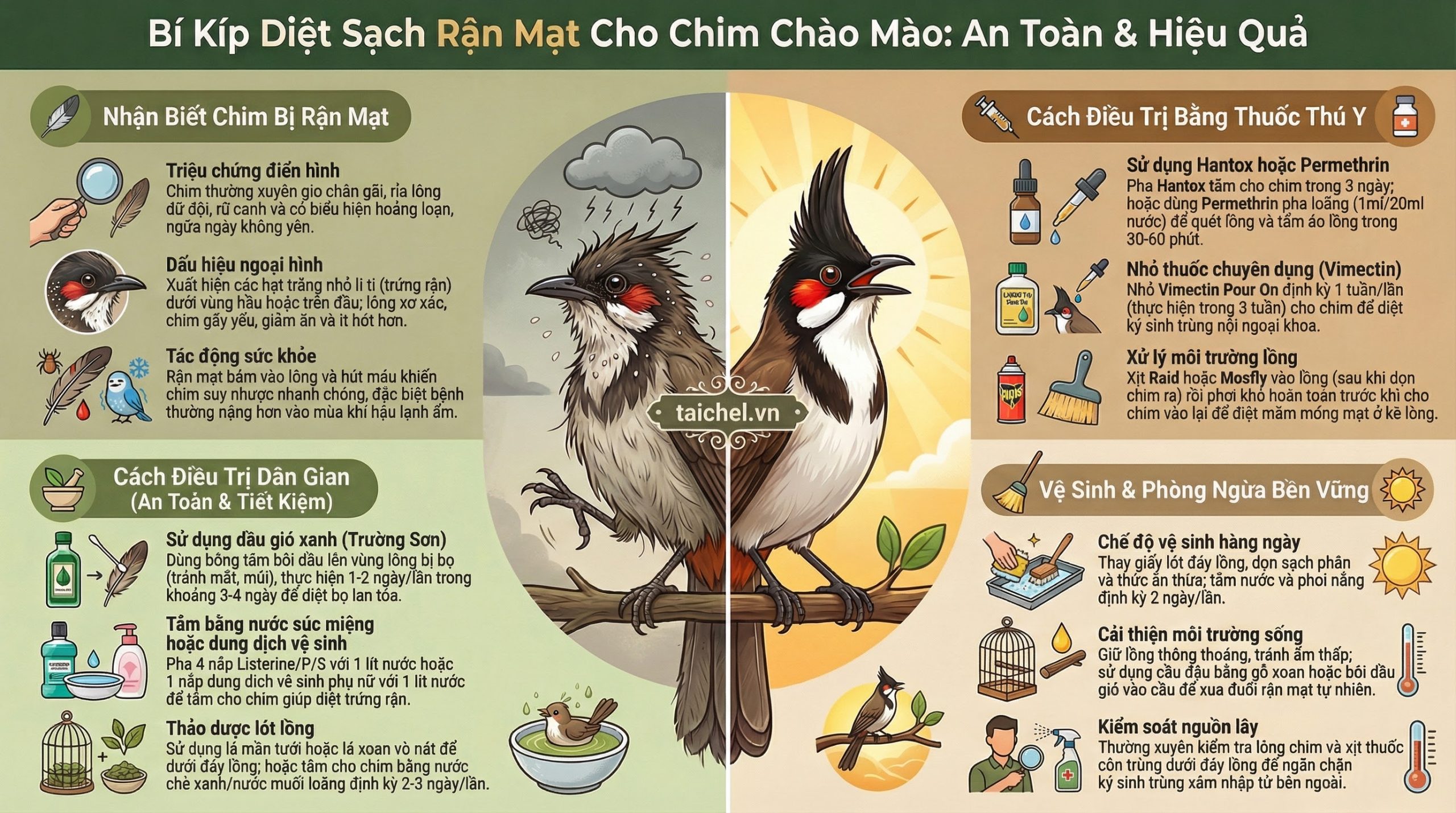 Infographic hướng dẫn 3 bước tiêu diệt rận mạt cho chim cảnh từ môi trường đến cơ thể.