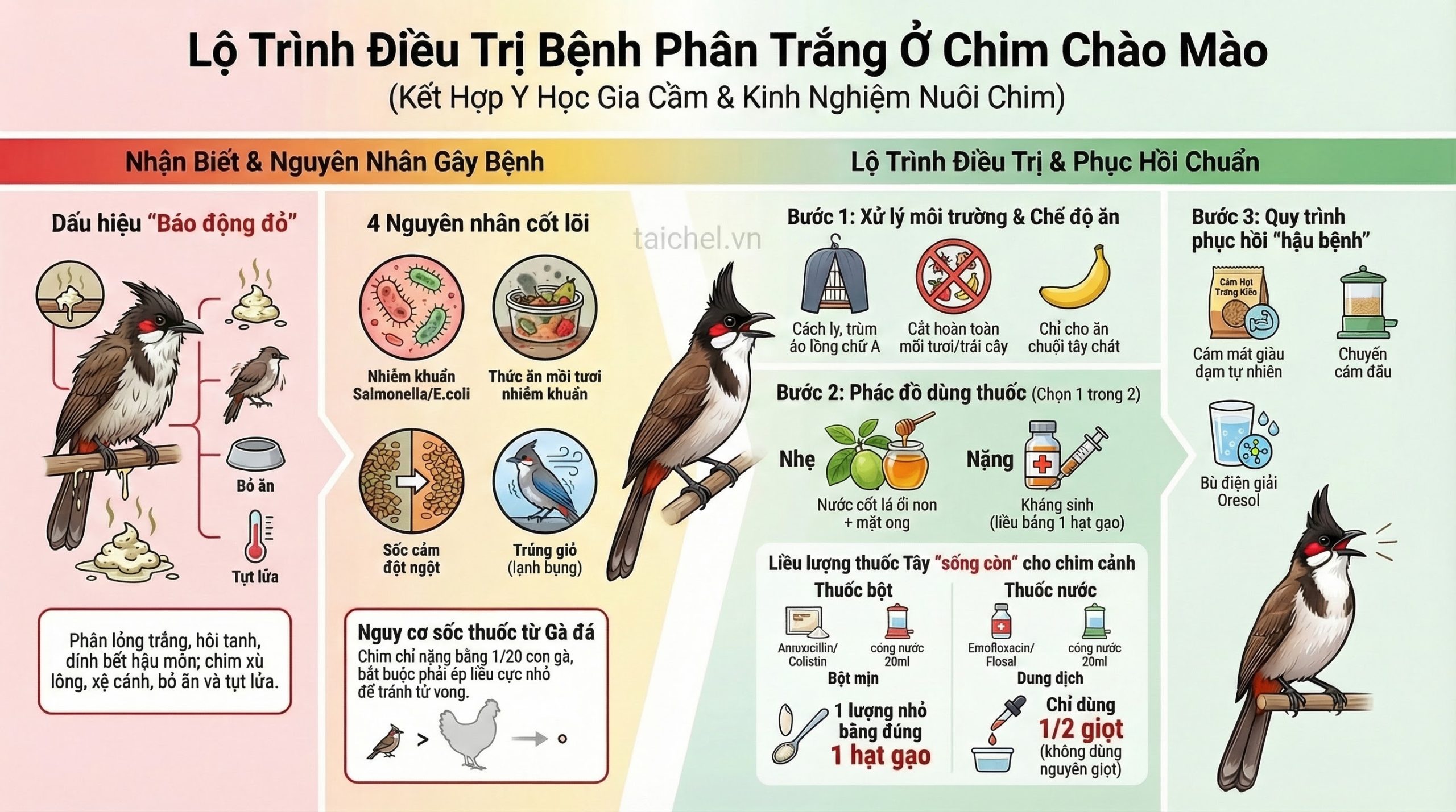 Infographic sơ đồ 4 bước cấp cứu chim cảnh bị tiêu chảy phân trắng lỏng.