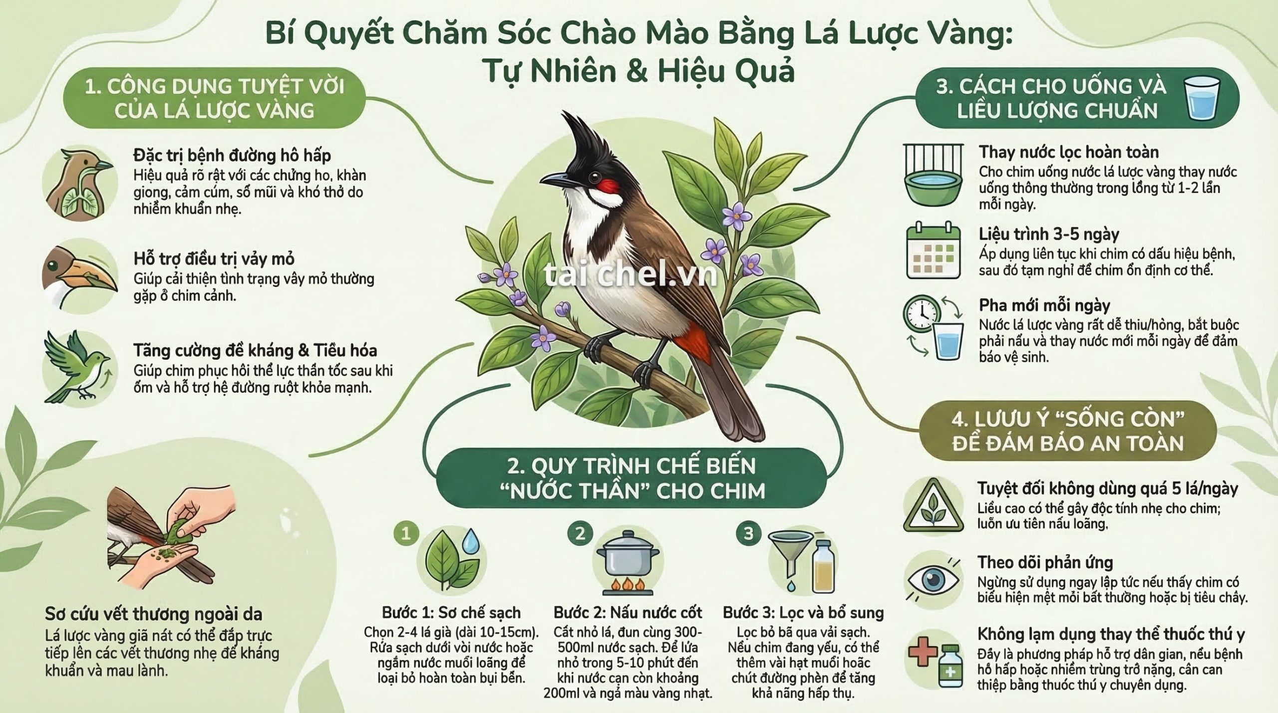 Infographic tóm tắt 4 tác dụng và cách dùng lá lược vàng trị bệnh cho chim cảnh.