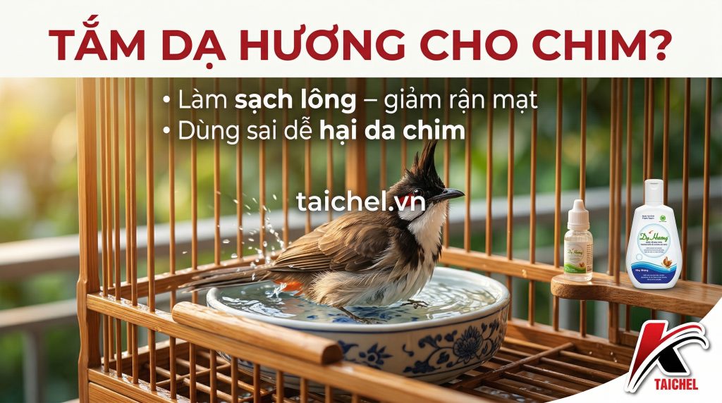 Top 4 Lợi Ích & 4 Bước Tắm Cho Chim Bằng Dạ Hương An Toàn [2026]