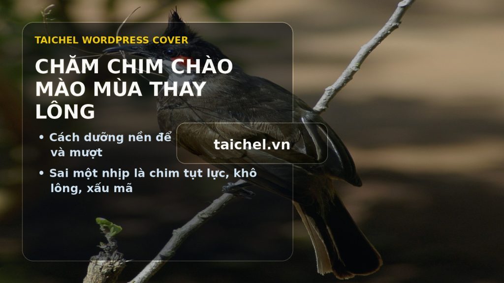 Chăm chim chào mào mùa thay lông