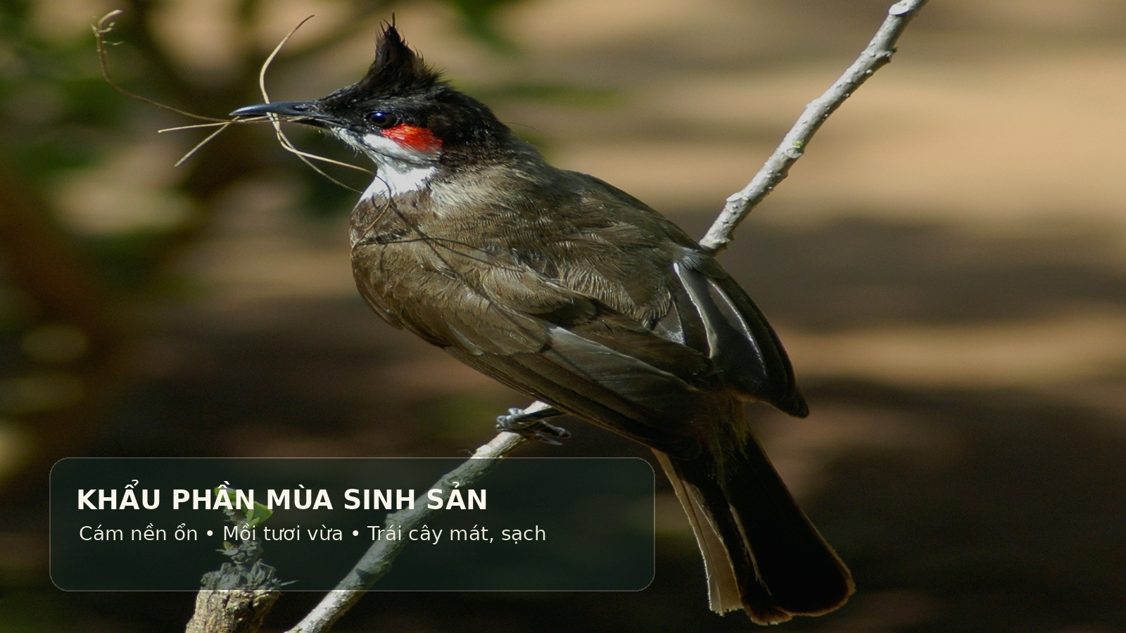 Khẩu phần chào mào mùa sinh sản