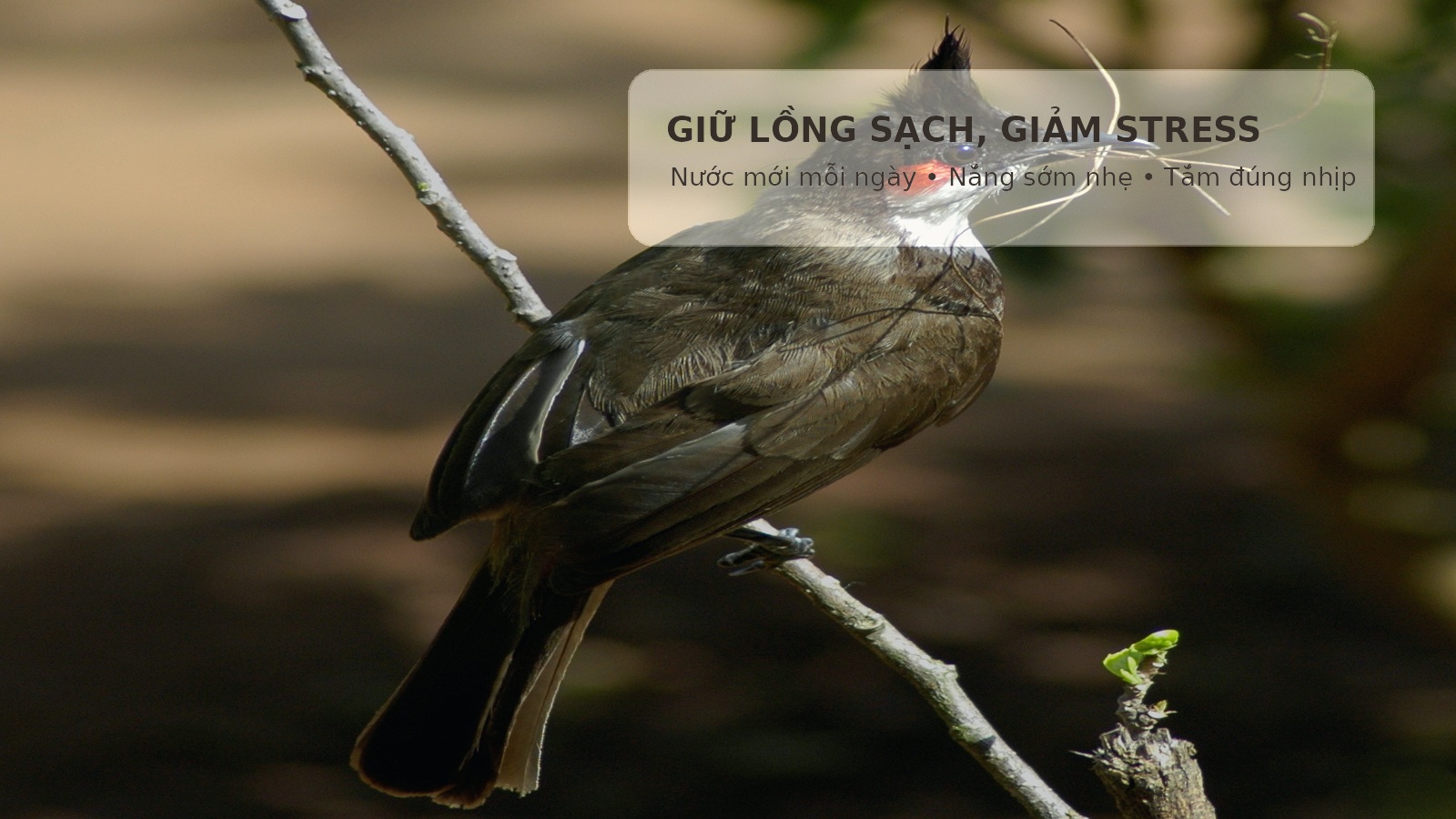 Giữ lồng sạch cho chào mào mùa sinh sản