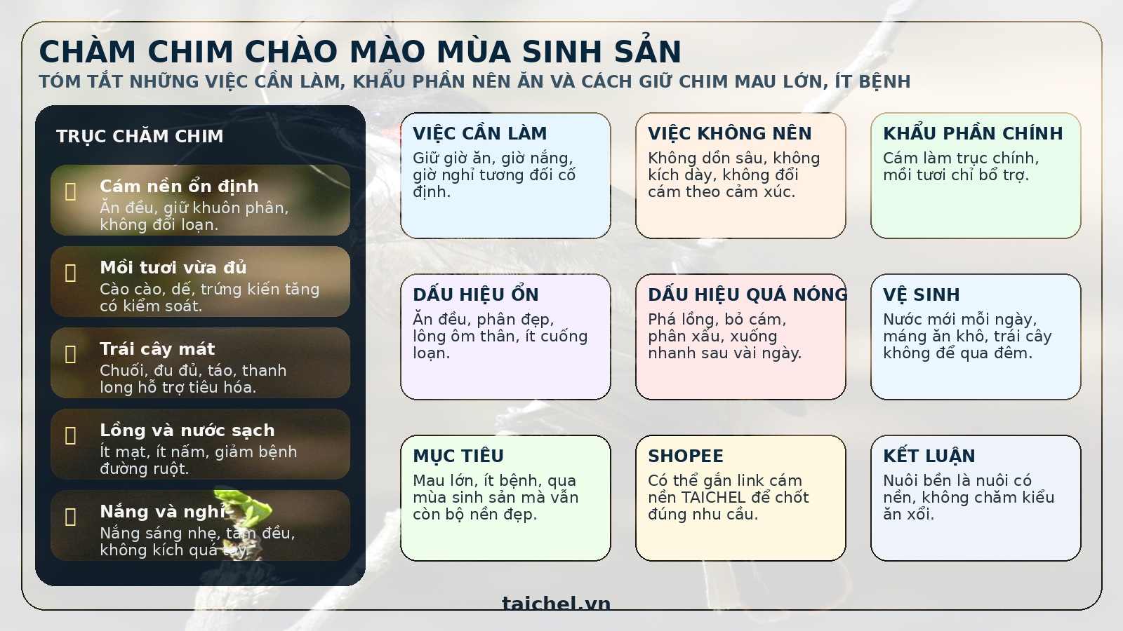 Infographic chăm chim chào mào mùa sinh sản, cám nền, mồi tươi, trái cây, vệ sinh lồng và lịch chăm