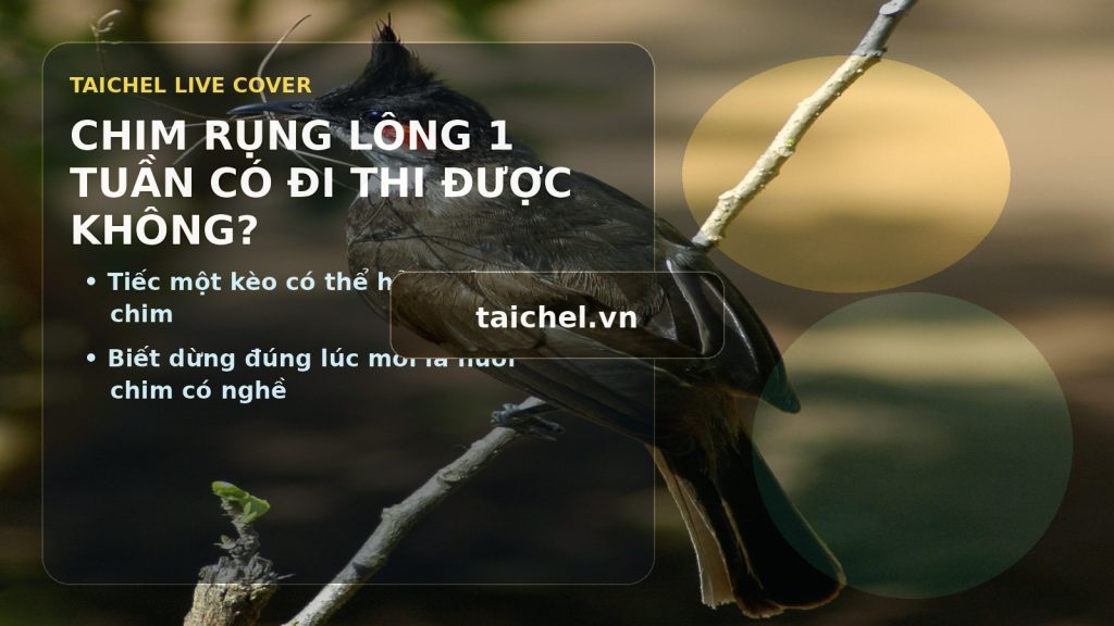Chim rụng lông một tuần có đi thi được không? Nguyên nhân, lý do và cách chăm